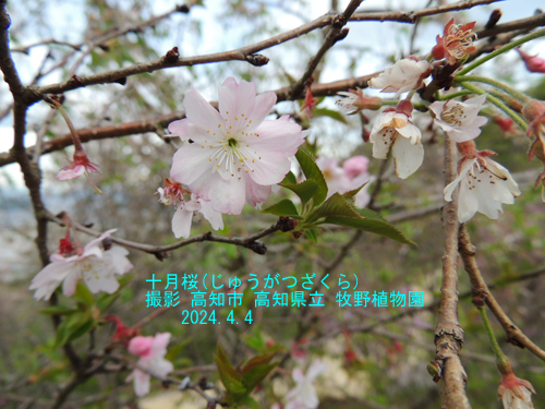 十月桜12