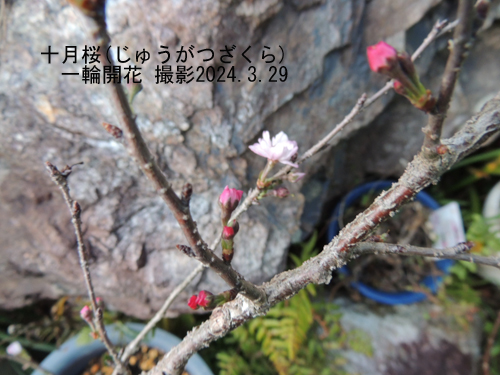 十月桜4