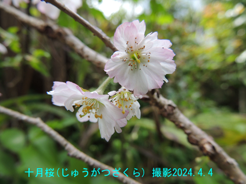 ４月の花