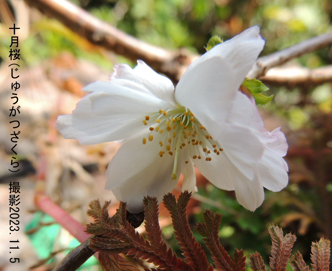 十月桜m