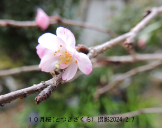 十月桜2