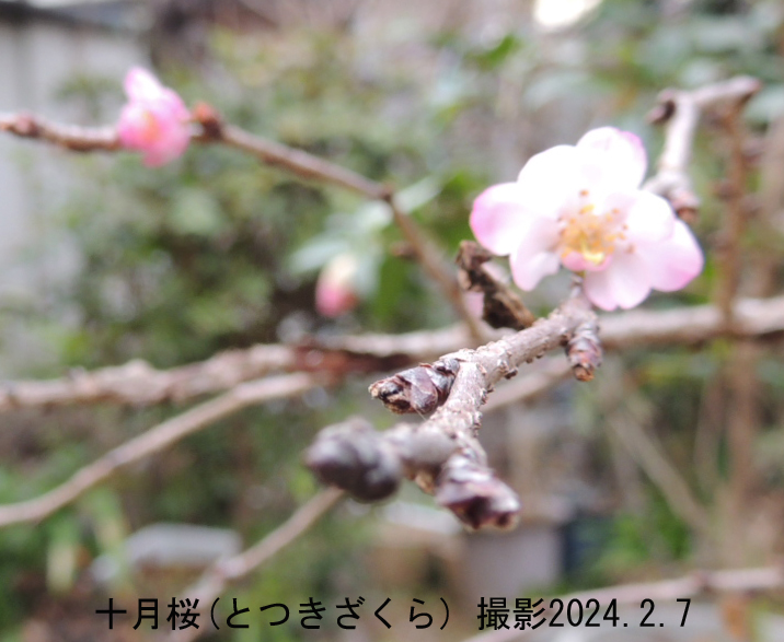 十月桜3