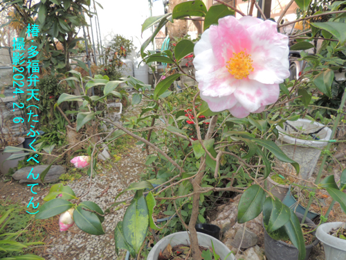 ２月の花