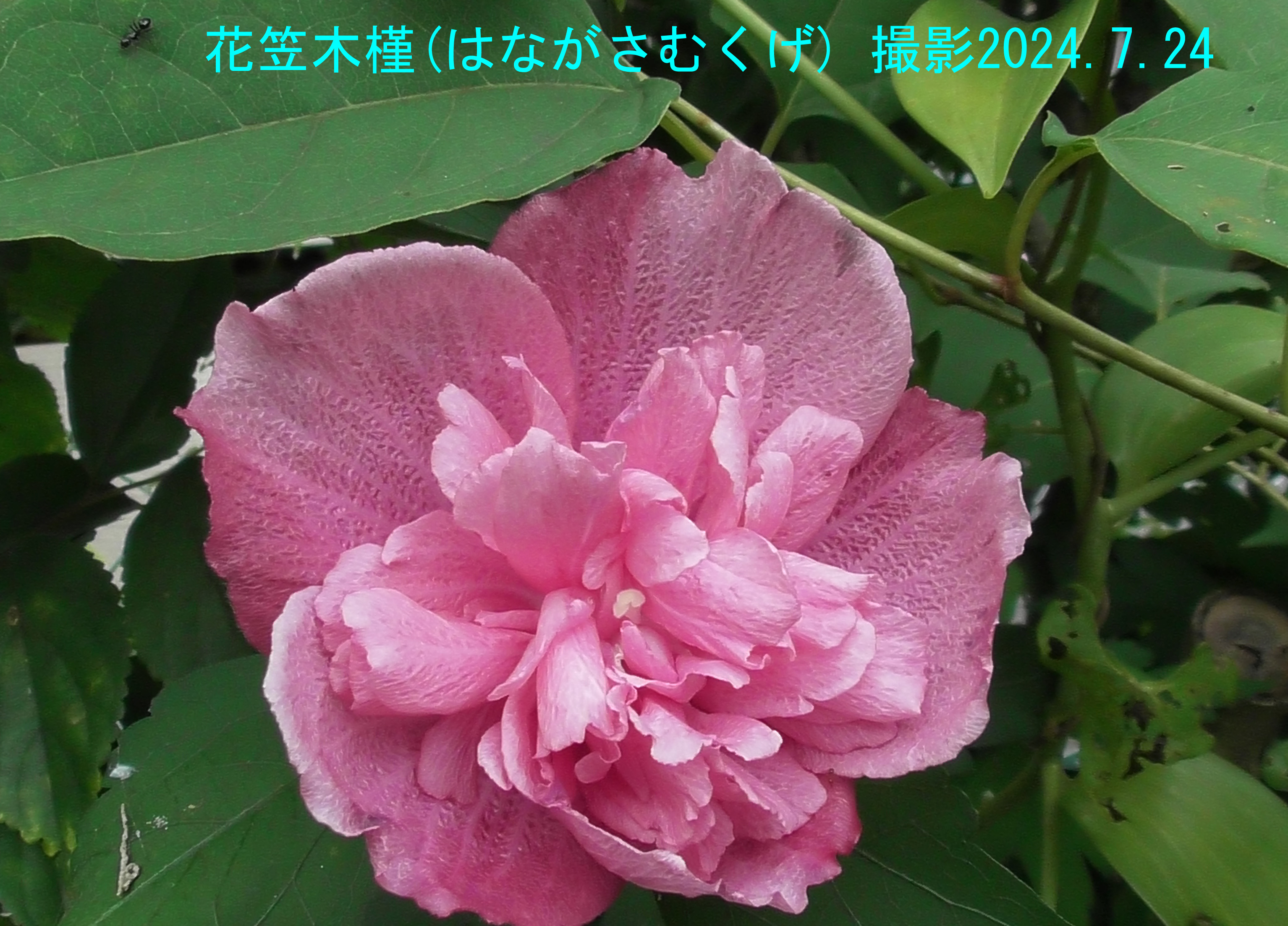 花笠木槿3