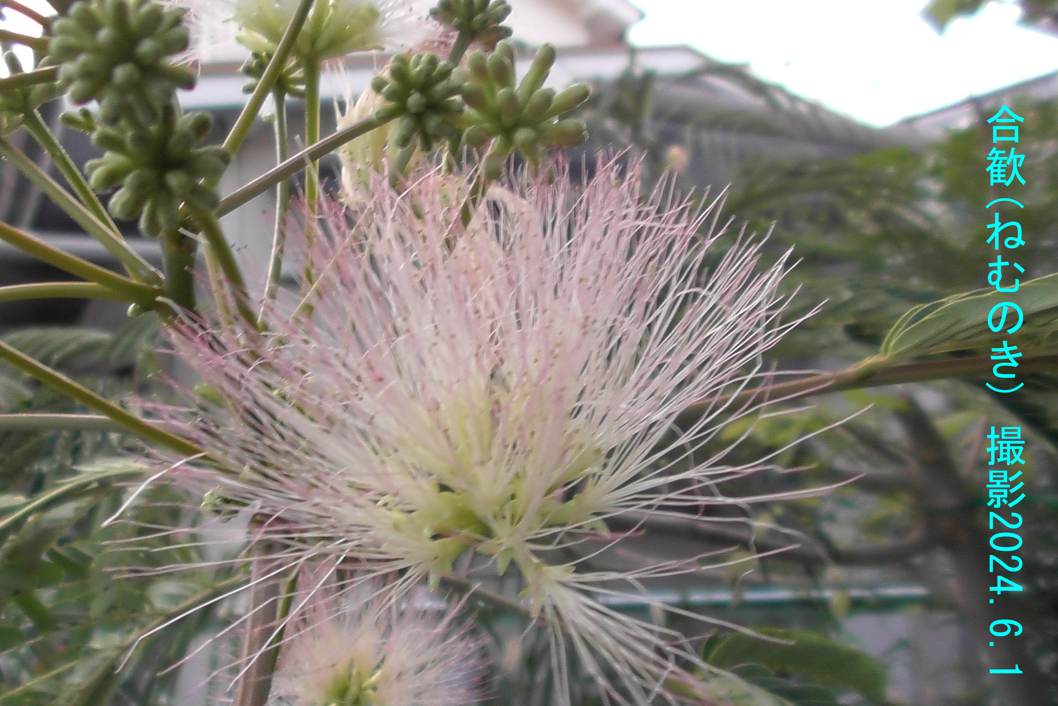 ６月の花