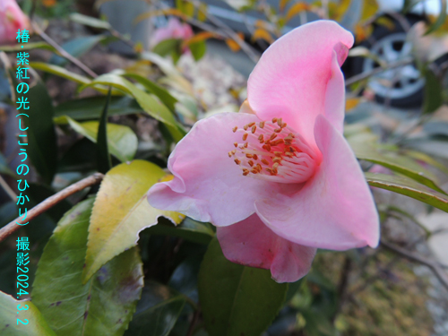 ３月の花