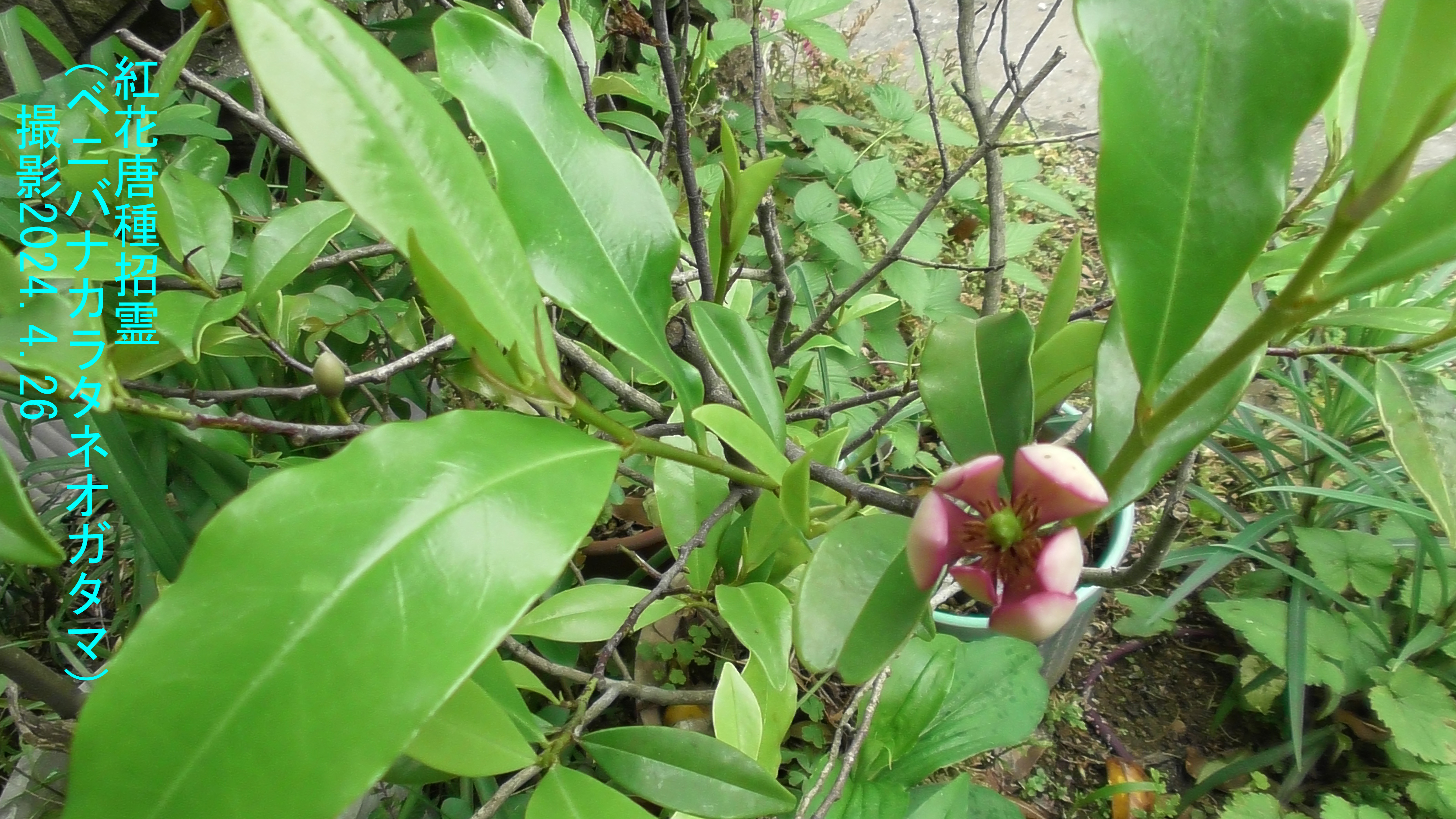 紅花k唐種招霊2