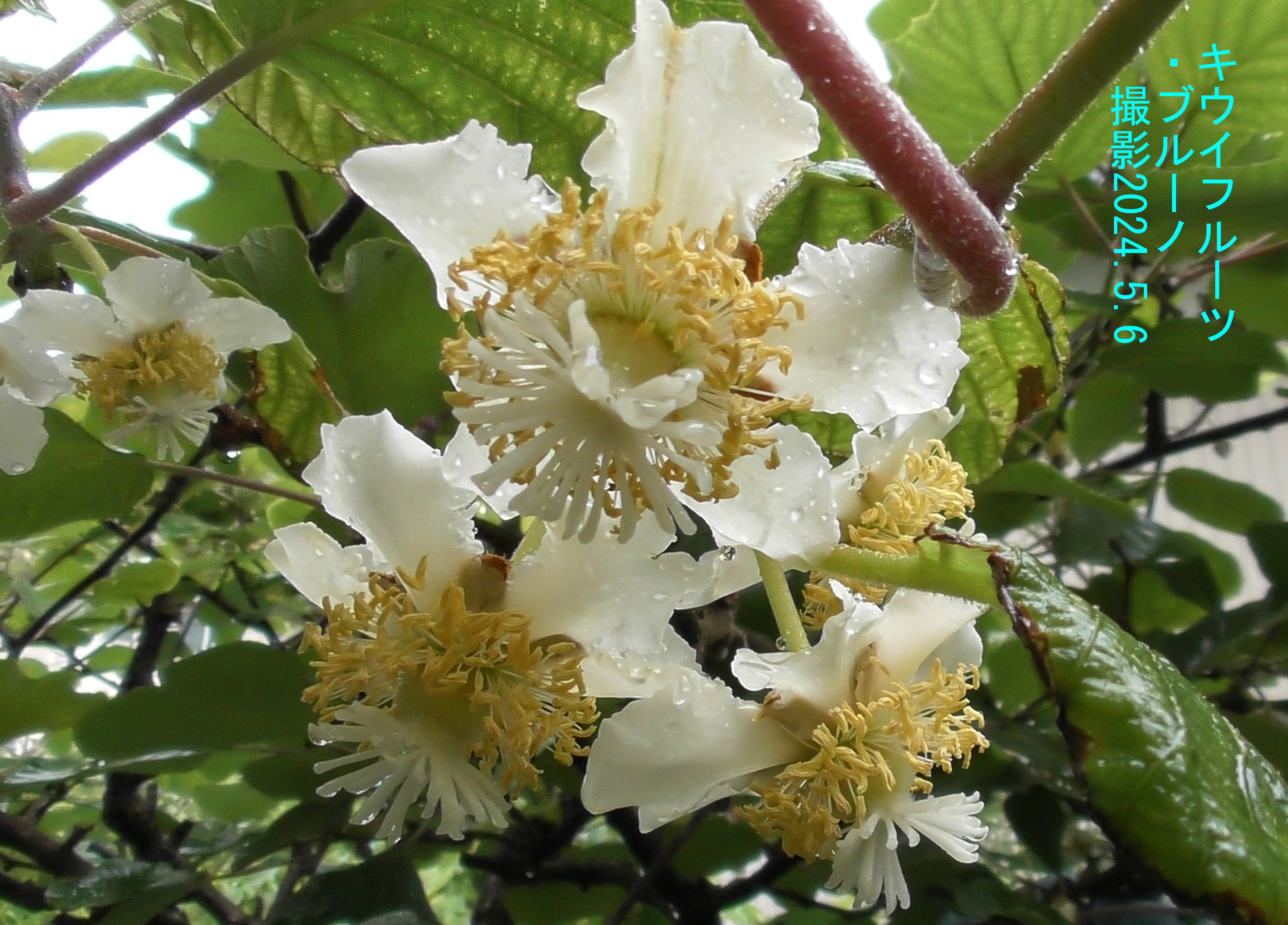 ５月の花