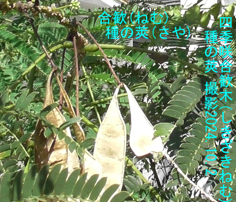 合歓2