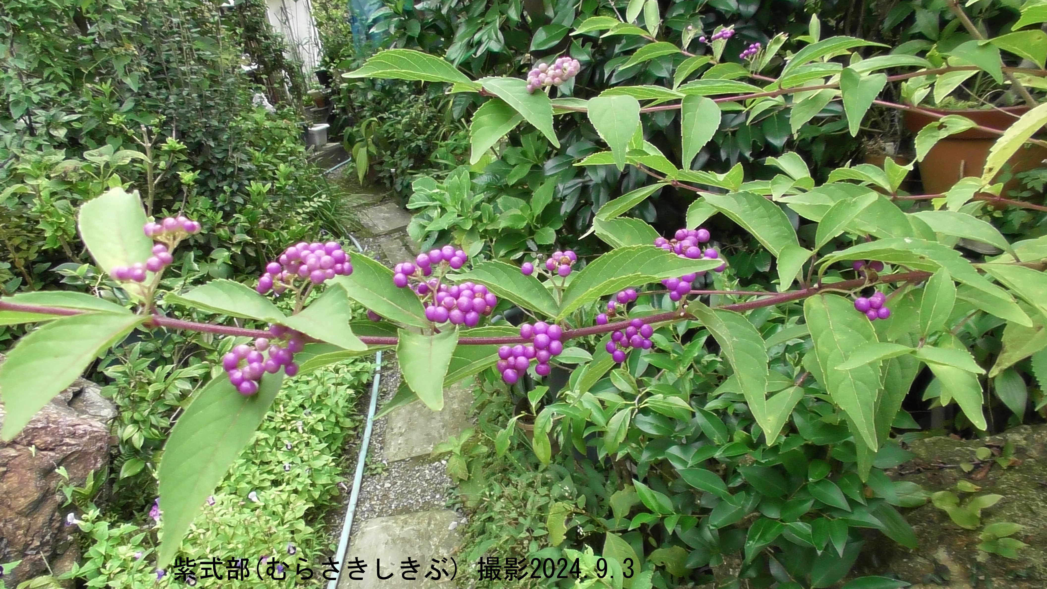 9月の花