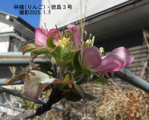 ４月の花