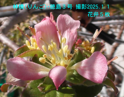 林檎徳島3