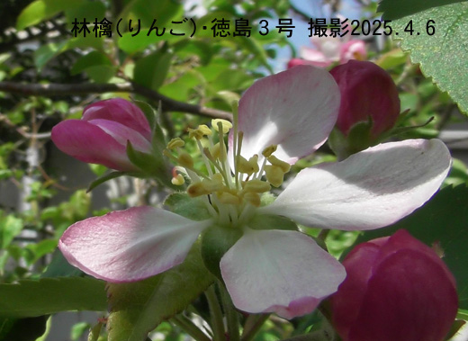 林檎徳島6