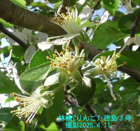 林檎徳島9