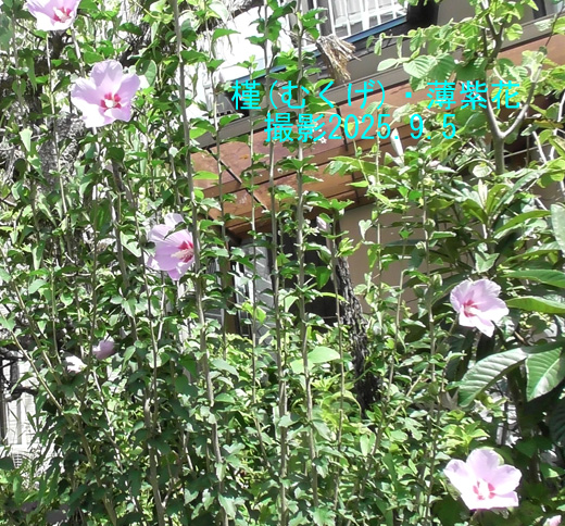木槿在来種3