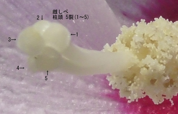 木槿在来種4