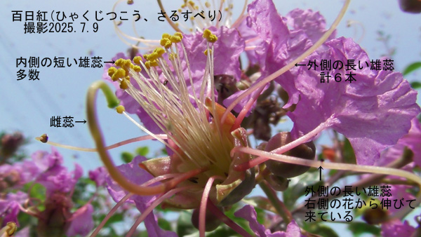 百日紅5