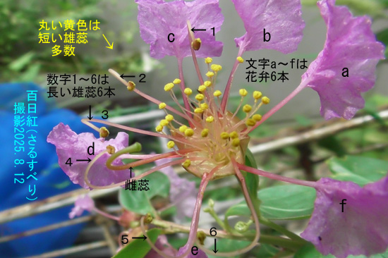 百日紅8
