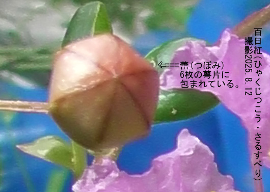 百日紅9