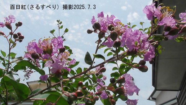 8月の花