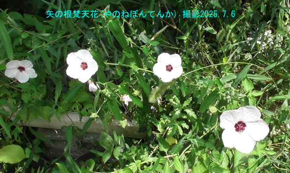 矢の根梵天花3