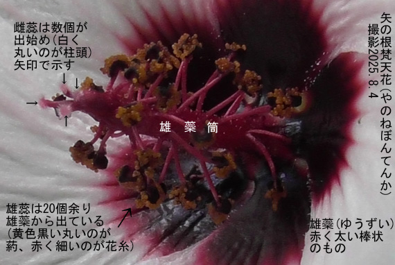矢の根梵天花4