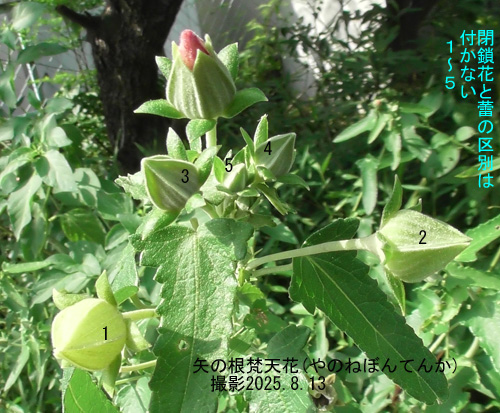 矢の根梵天花5