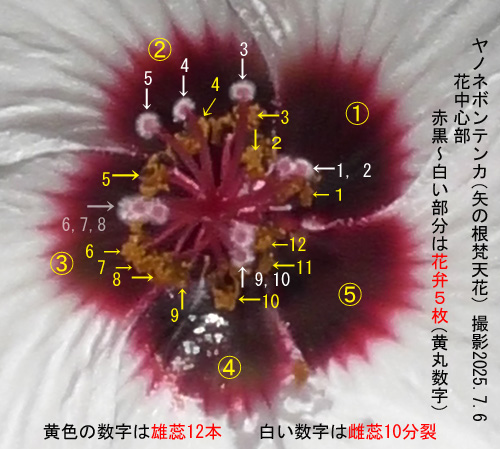 高砂芙蓉6