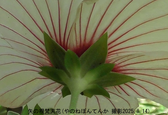 高砂芙蓉9
