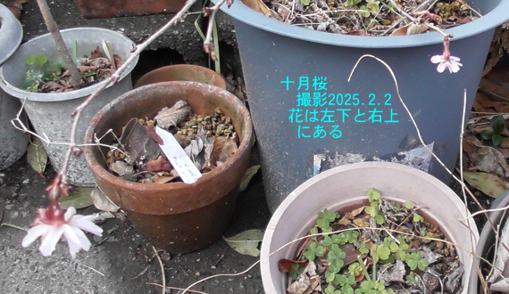 十月桜2
