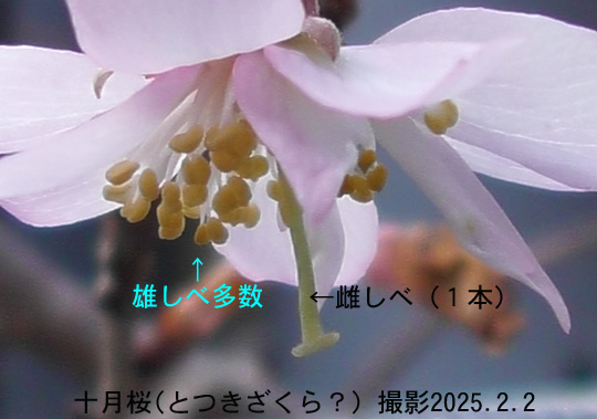 十月桜4