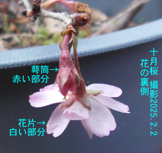 十月桜5