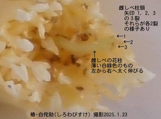 椿・白侘助3