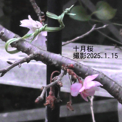 十月桜2
