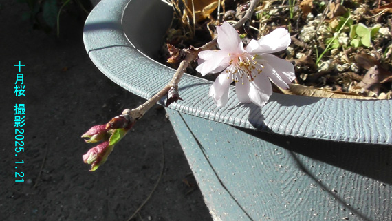 十月桜4