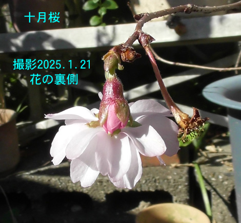十月桜6