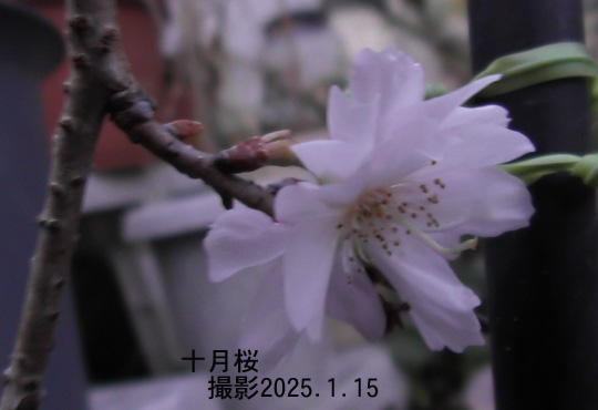 １月の花