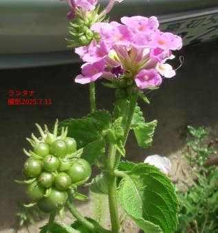 7月の花