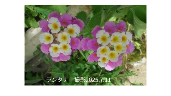 7月の花