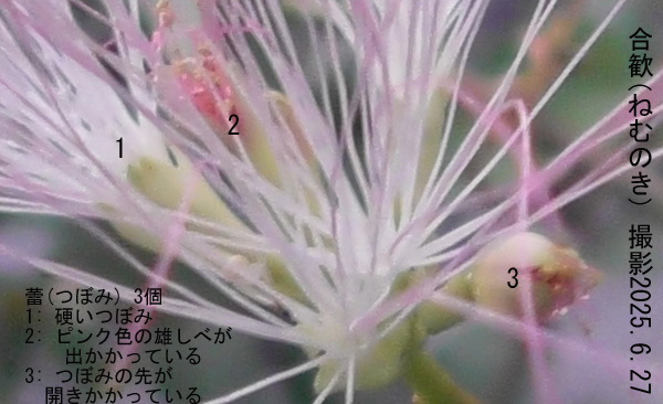 合歓11
