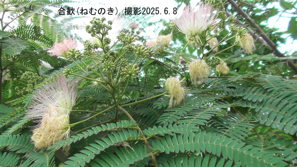 6月の花