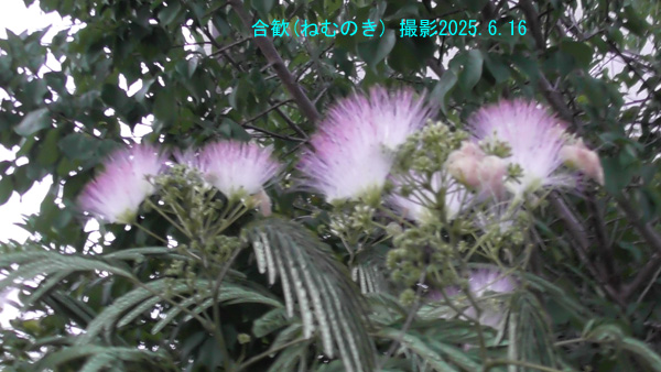 合歓3