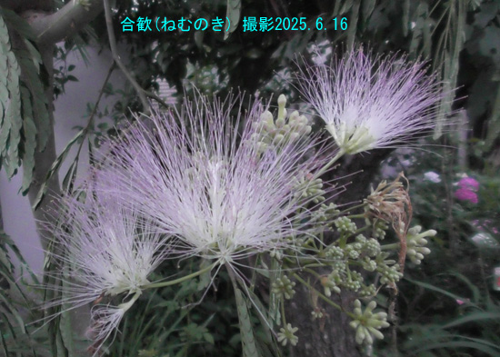 合歓4