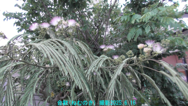 合歓5