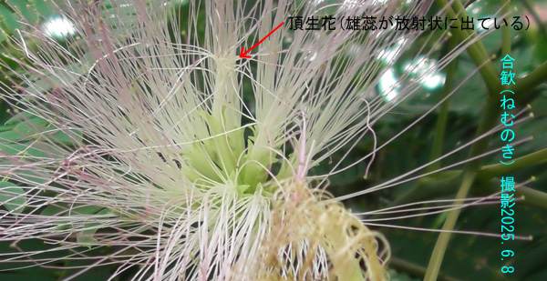 合歓6