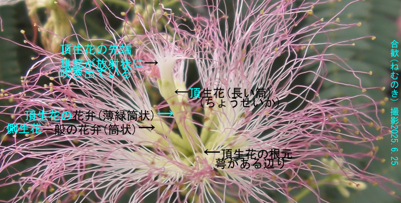 合歓7