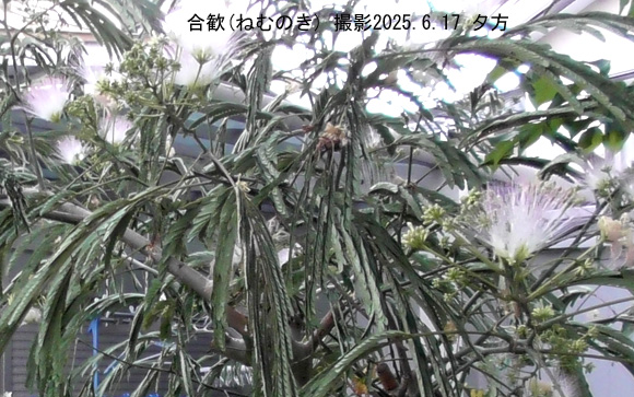 合歓8