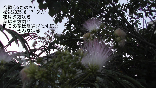 合歓9