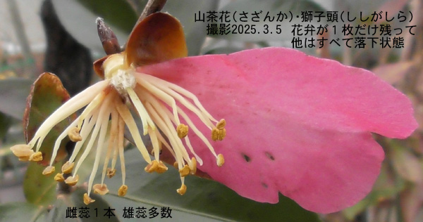 山茶花2