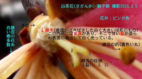 山茶花3